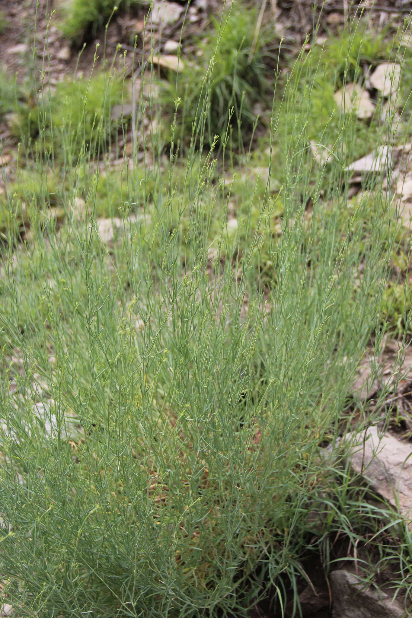 Слика од Gypsophila capitata Bieb.