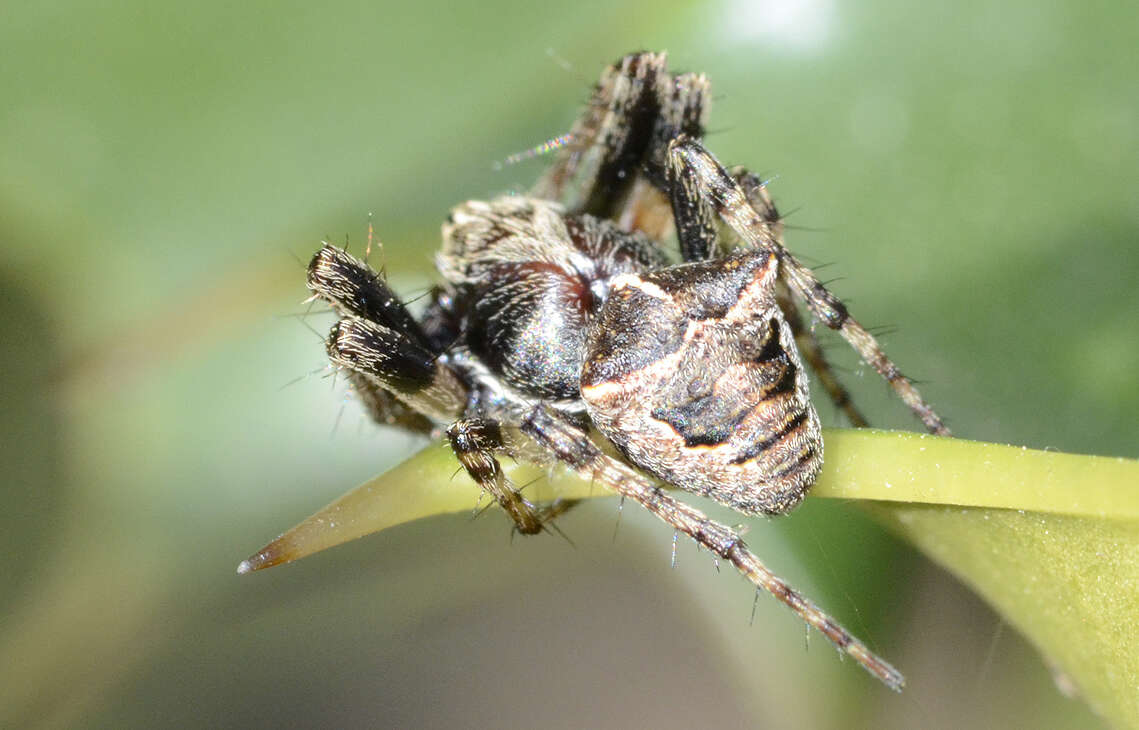 Image of Gibbaranea bituberculata (Walckenaer 1802)