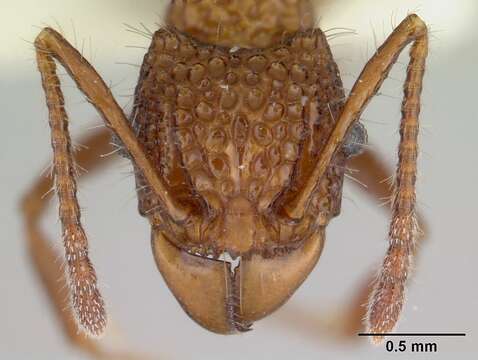 Image of Acanthomyrmex basispinosus Moffett 1986