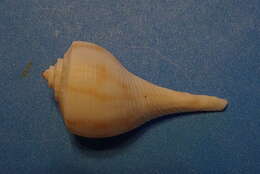 Image of pear whelk