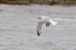 Image of common gull