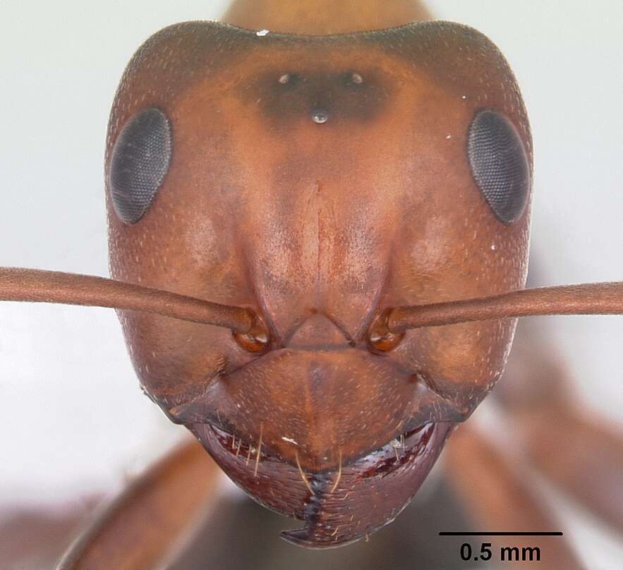 Image of Allegheny Mound Ant