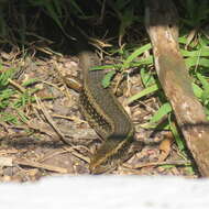 Image of Northern Spotted Skink