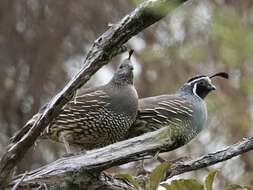 Image of Callipepla californica brunnescens (Ridgway 1884)