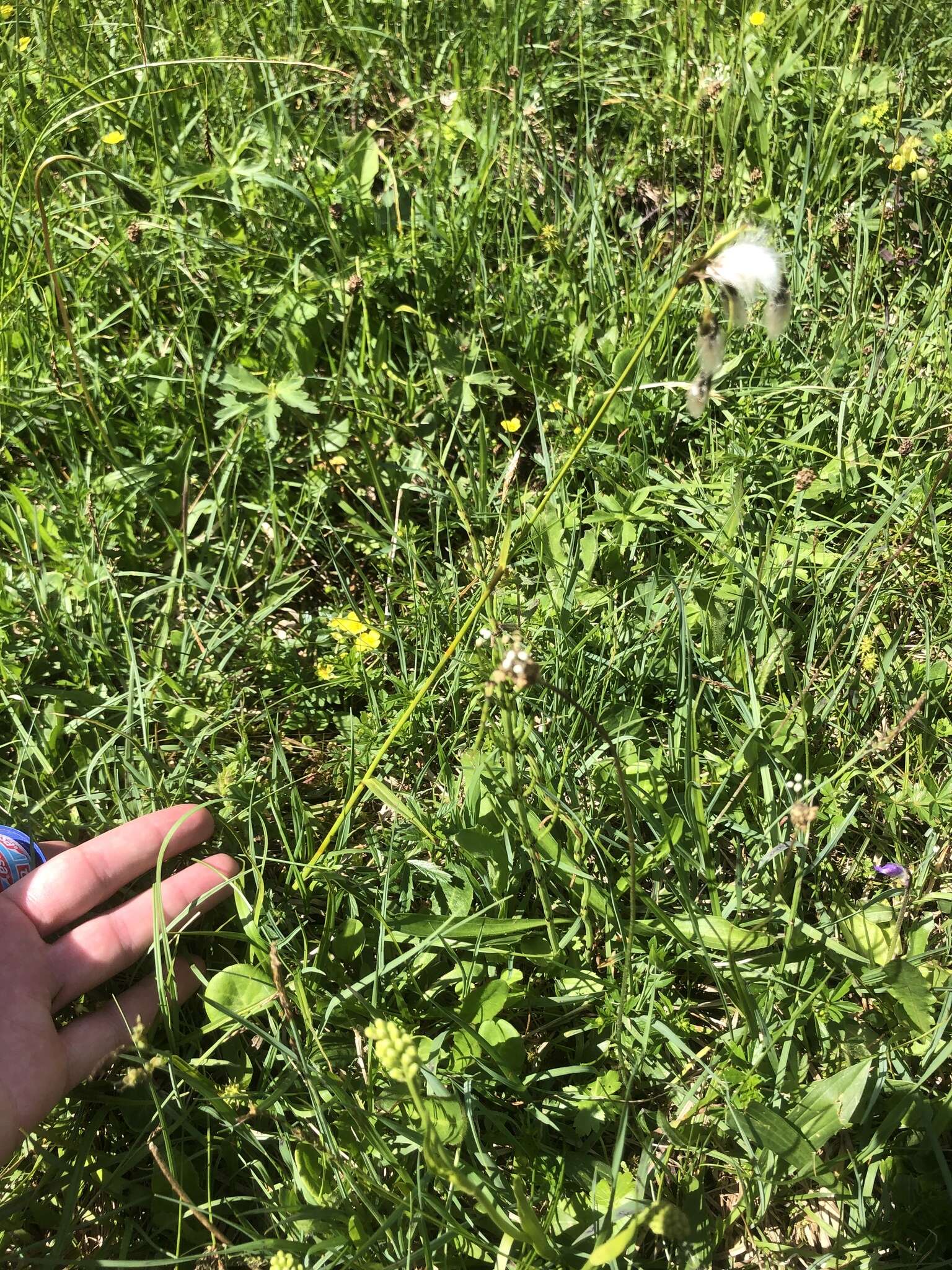 Image of broad-leaved cottongrass