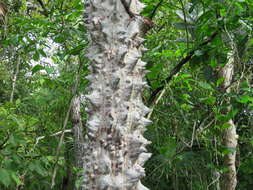 Image of Ceiba schottii Britten & E. G. Baker