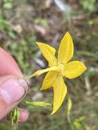 صورة Herpetospermum pedunculosum (Ser.) C. B. Clarke