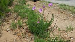 Image of Senecio multibracteatus Harv.