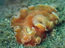 Image of Mediterranean orange polyclad worm