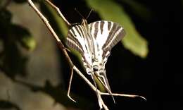 Image of Protographium leosthenes (Doubleday 1846)