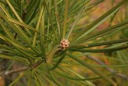 Image of umbrella-pine family