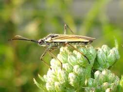 Image of Meadow Plant Bug