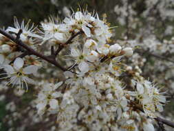 Image of Blackthorn