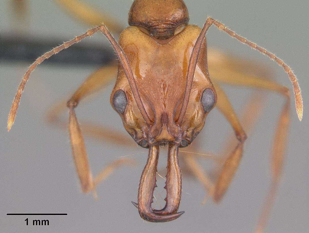 Image of Anochetus goodmani