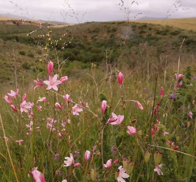 Image of Ixia longituba subsp. longituba