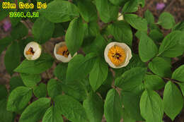 Image of Paeonia obovata subsp. japonica (Makino) Halda