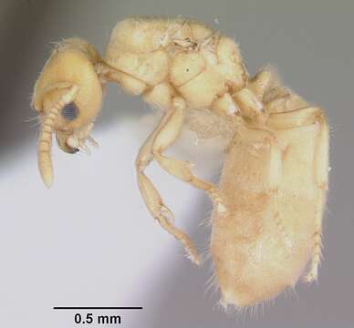 Image of Acropyga epedana Snelling 1973