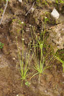 Sivun Eriocaulon decemflorum Maxim. kuva