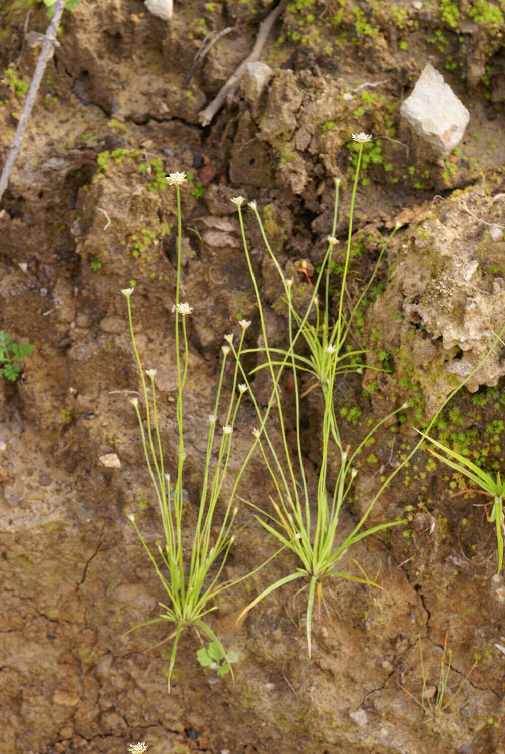 Sivun Eriocaulon decemflorum Maxim. kuva