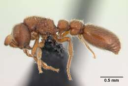 Image of Ant