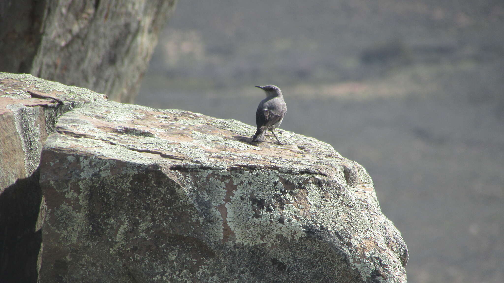 Image of Karoo Chat