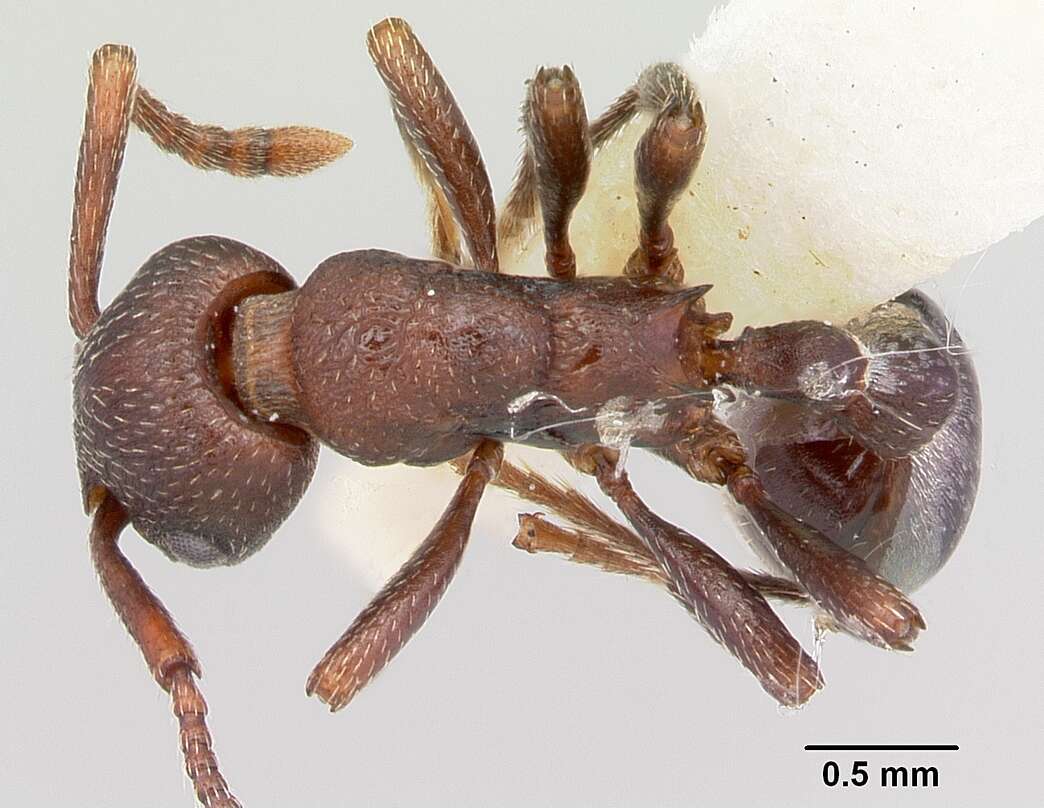 Plancia ëd Myrmica colax (Cole 1957)