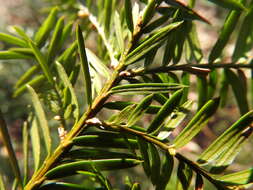 Image of Canada yew