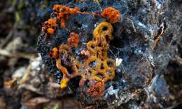 Image of Pretzel slime mold