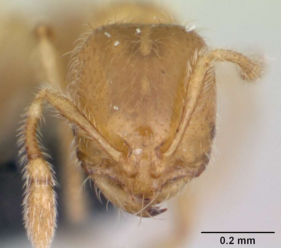 Image of European thief ant