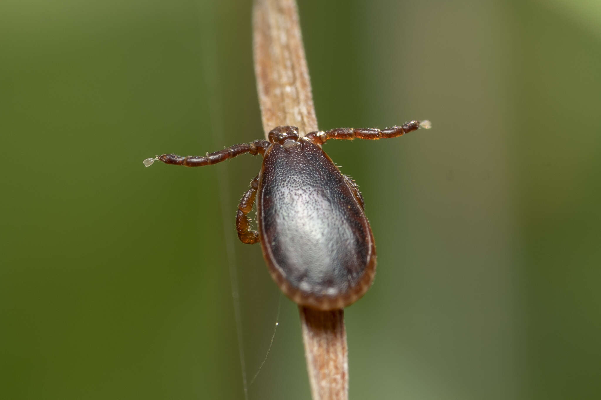 Imagem de Haemaphysalis parva (Neumann 1897)