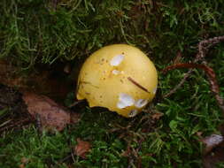 Image of yellow swamp brittlegill