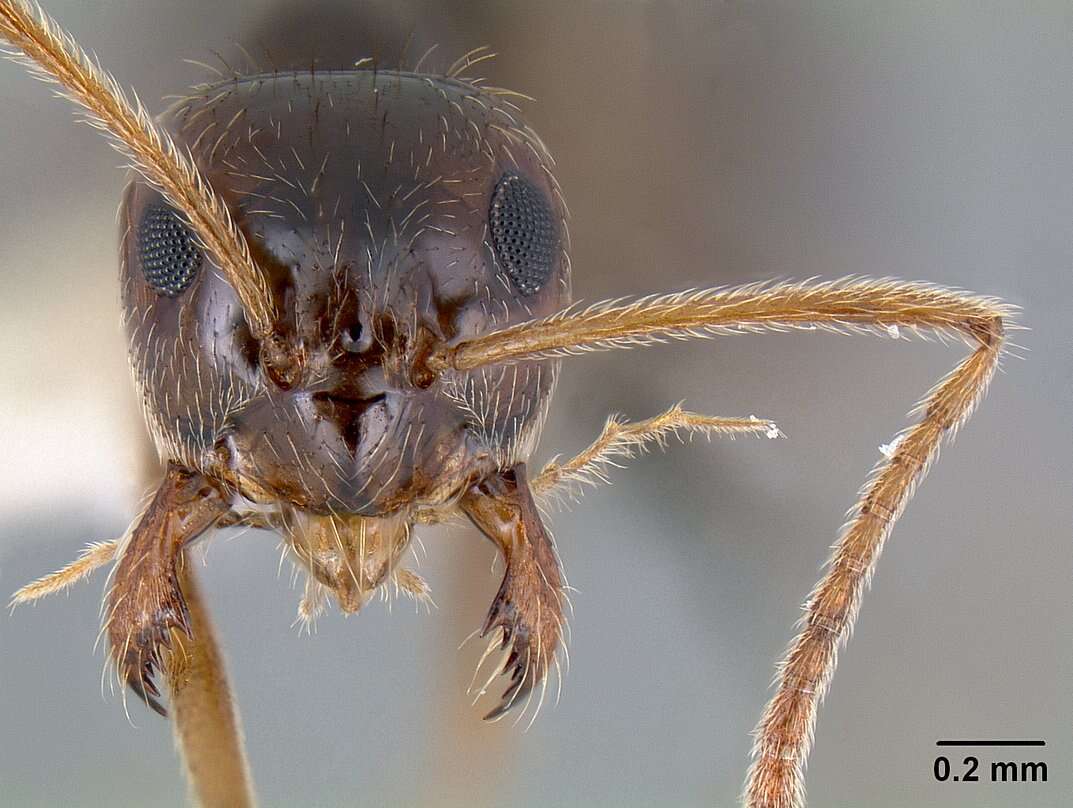 Image of False Honey Ant