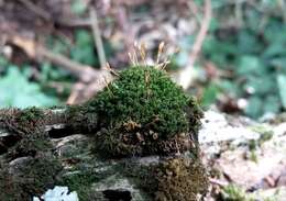 Image of dicranoweisia moss