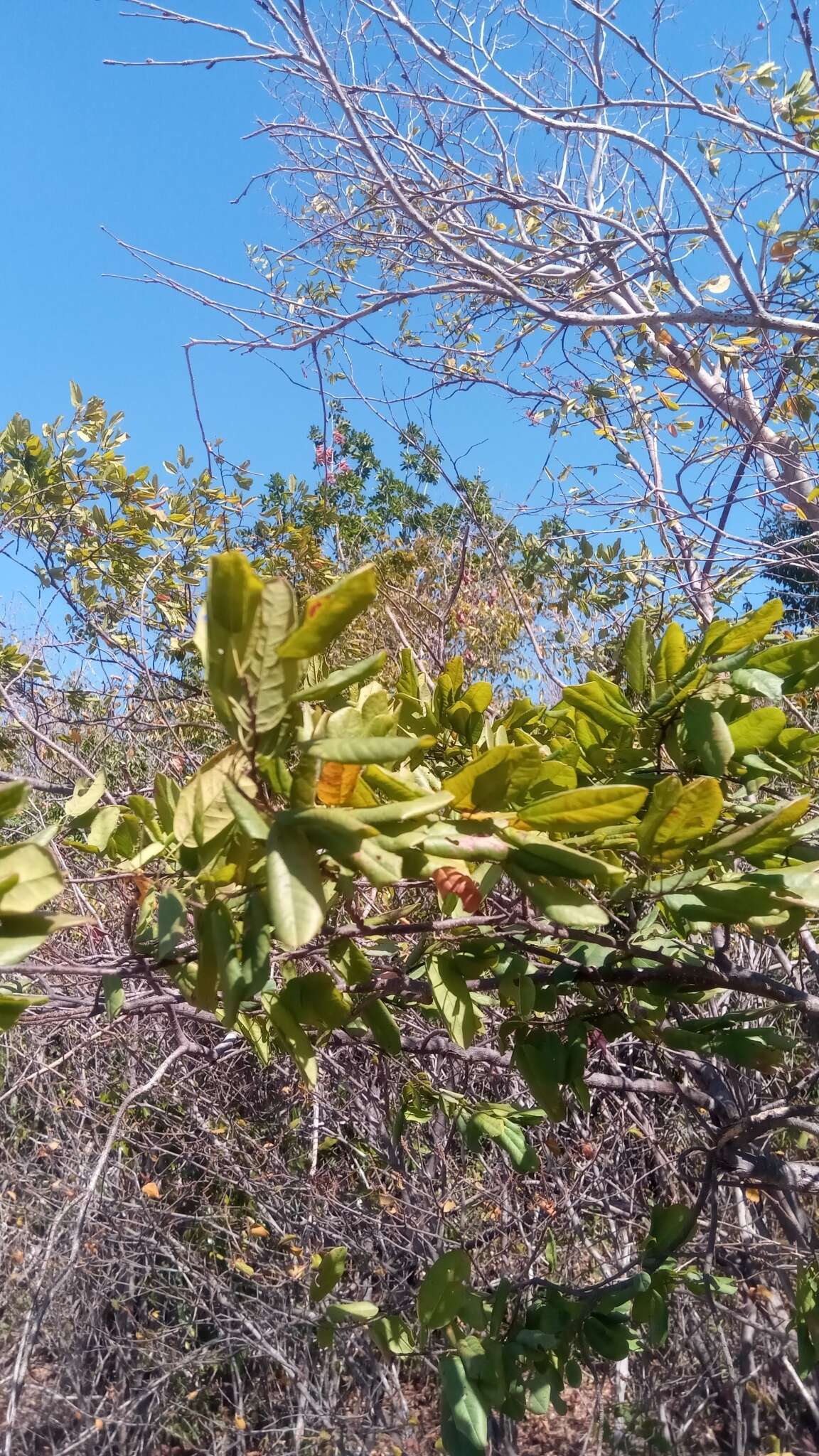 Image of Baphia madagascariensis (A. Heller) A. Heller