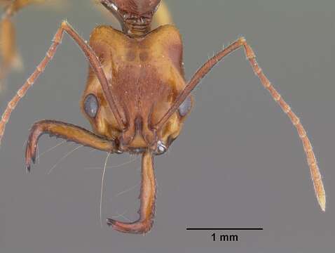 Image of Anochetus goodmani