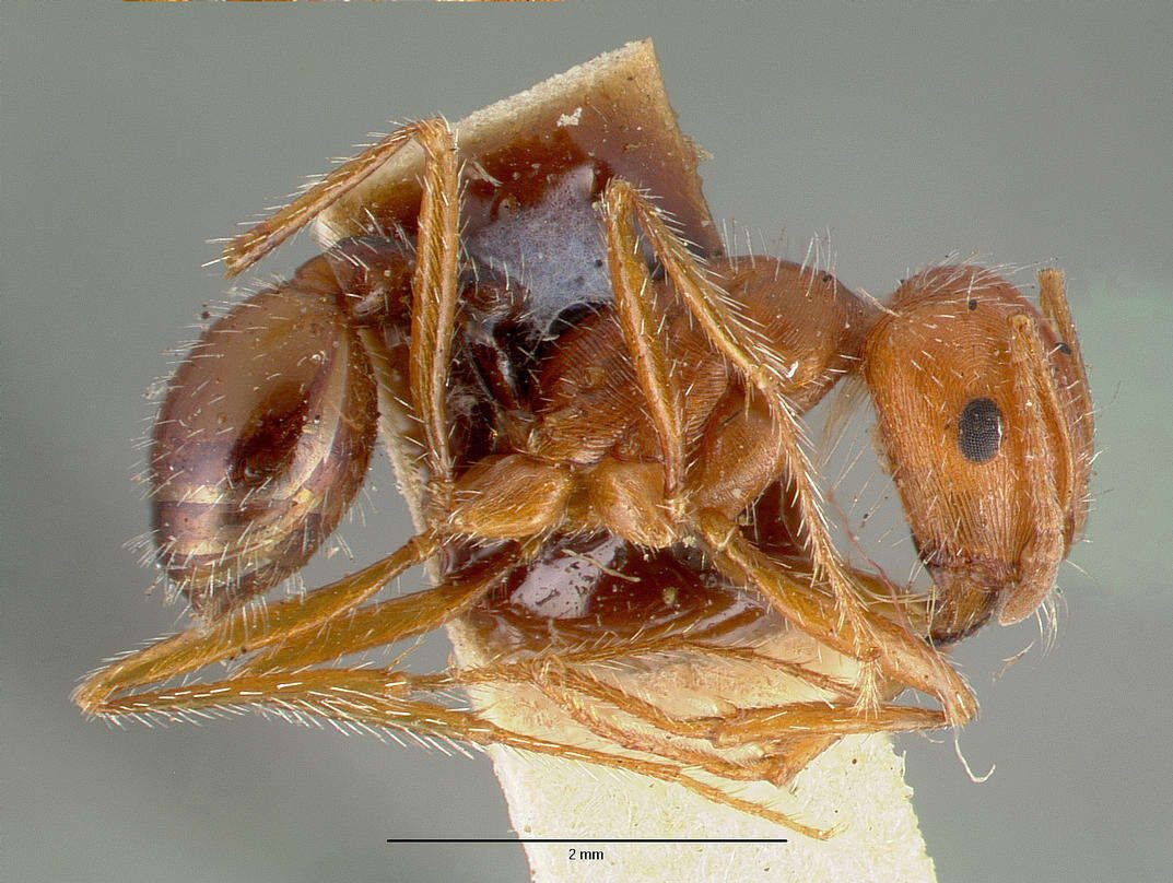 Image of California Harvester Ant