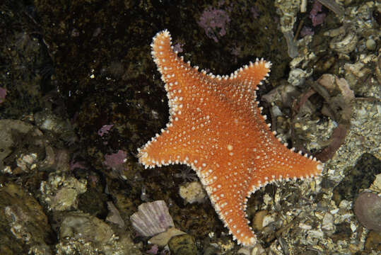 Image of Arctic cushion star