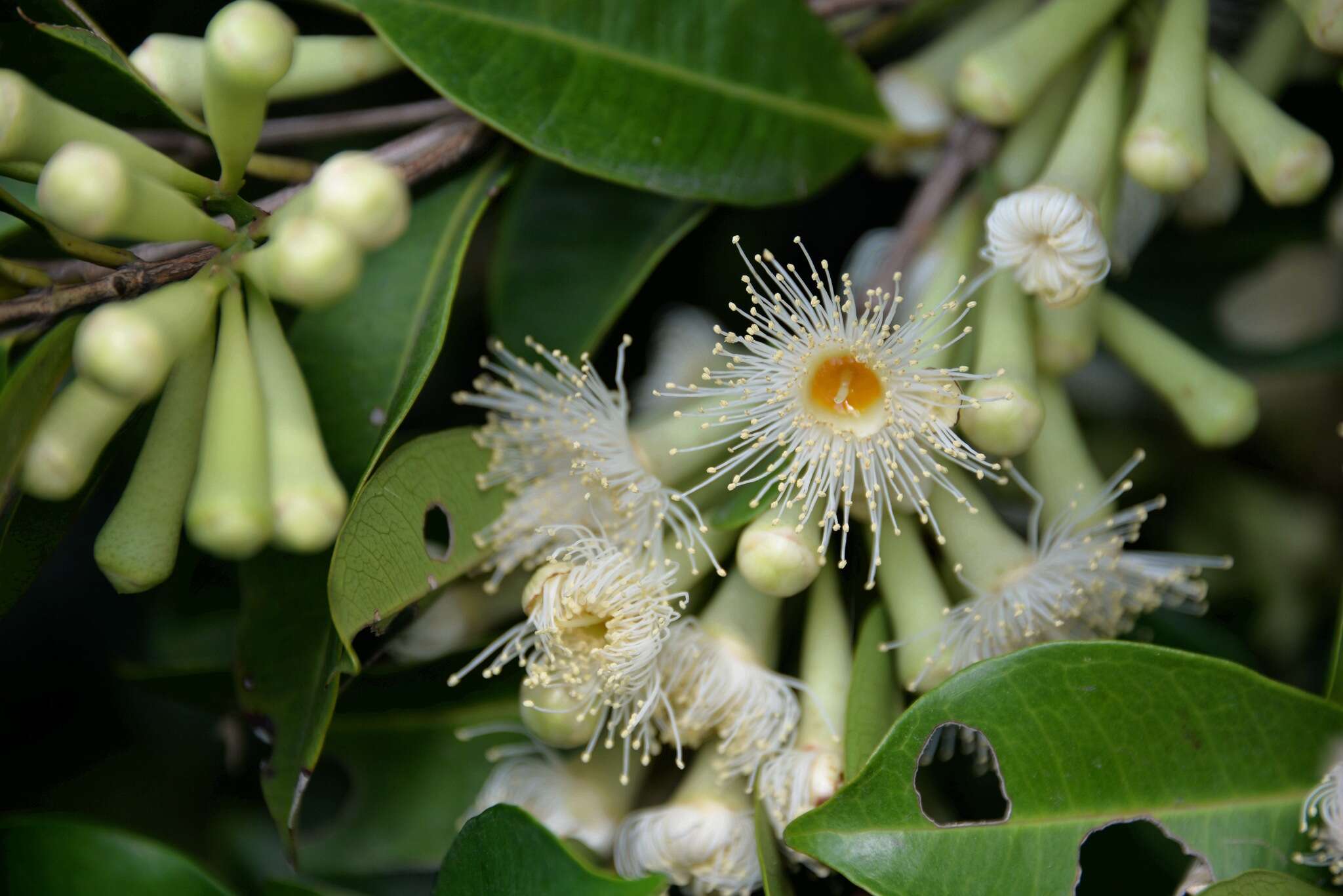 Image de Syzygium taiwanicum Chang & Miau