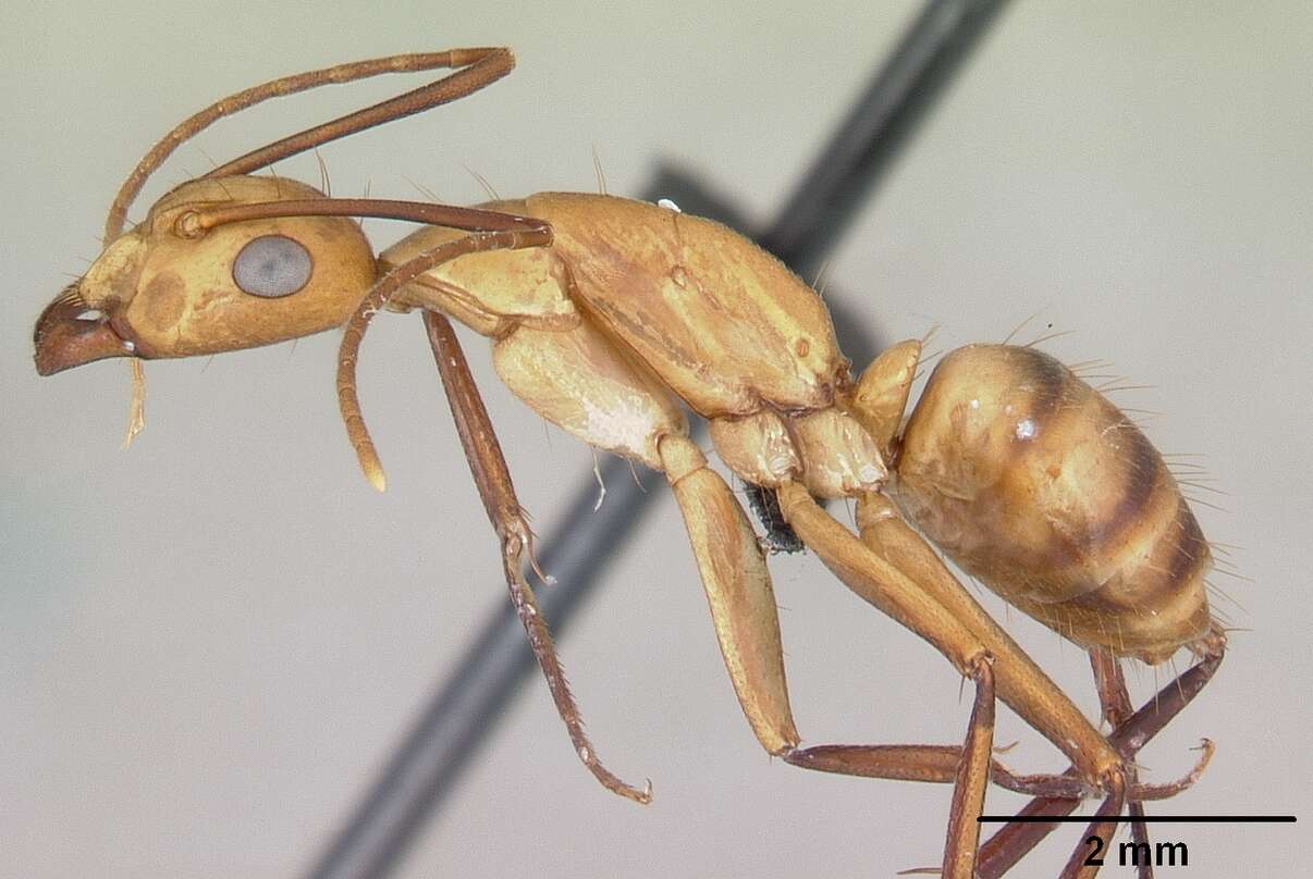 Image of Hawaiian carpenter ant