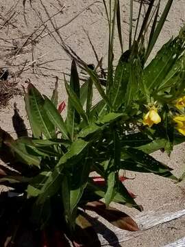 Image of evening primrose