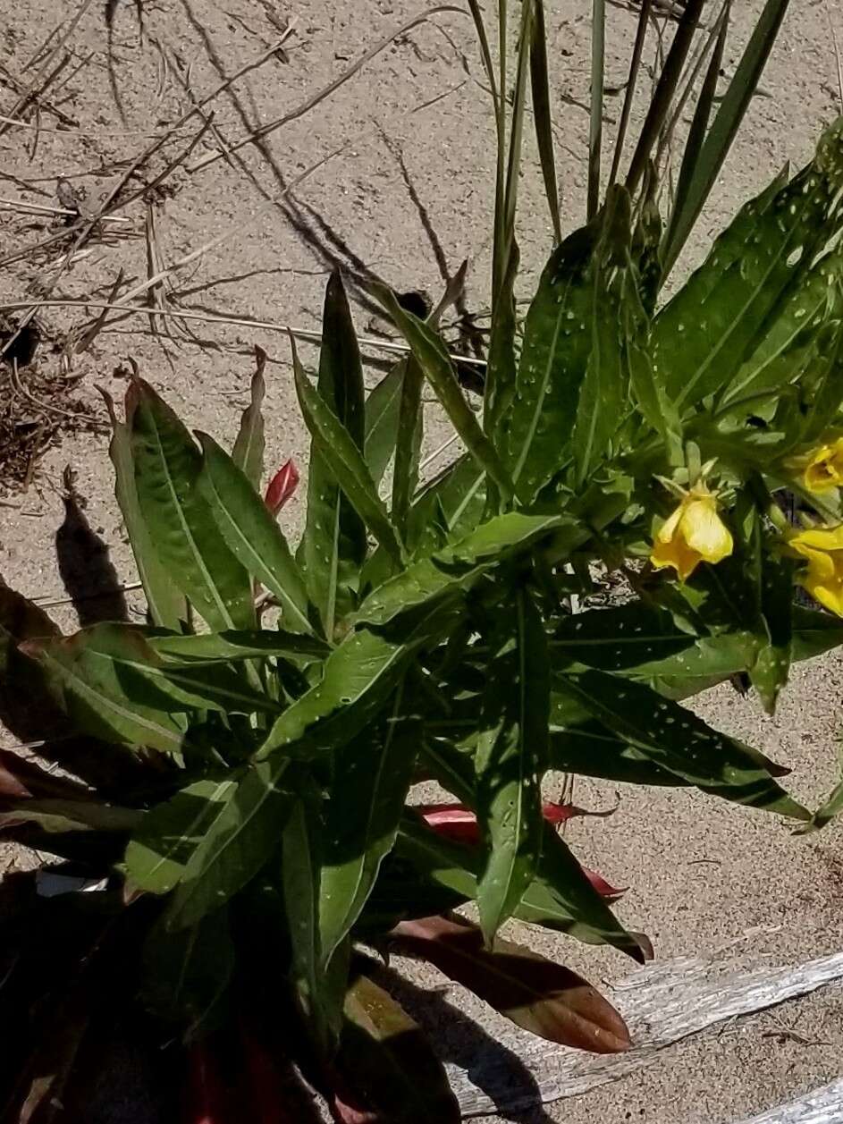 Image of evening primrose