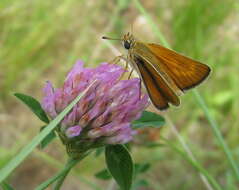 Image of lulworth skipper