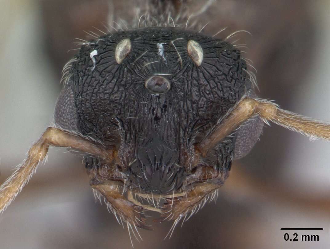 Image of Tetramorium caespitum (Linnaeus 1758)