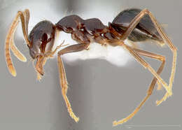 Image of False Honey Ants