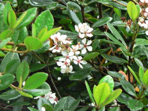 Слика од Rhaphiolepis indica var. umbellata (Thunb. ex Murray) H. Ohashi