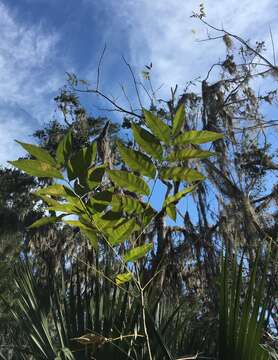 Image of wingleaf soapberry