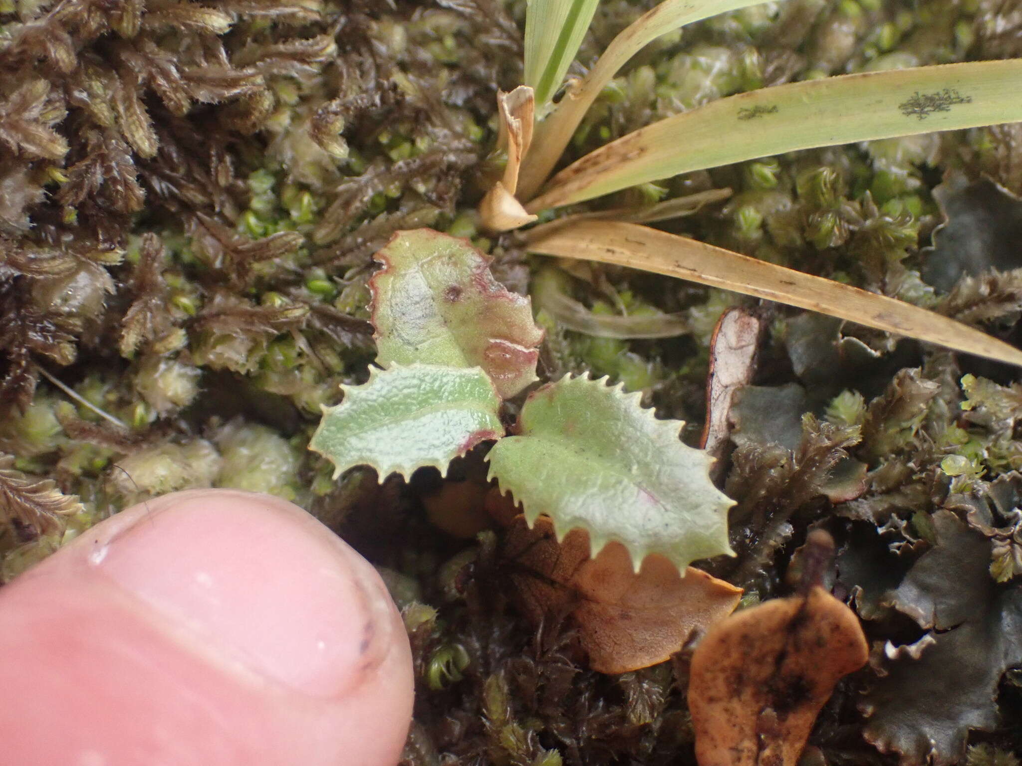 Imagem de Olearia macrodonta Baker