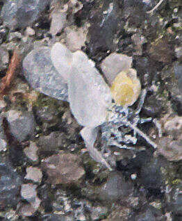 Image of Cabbage whitefly