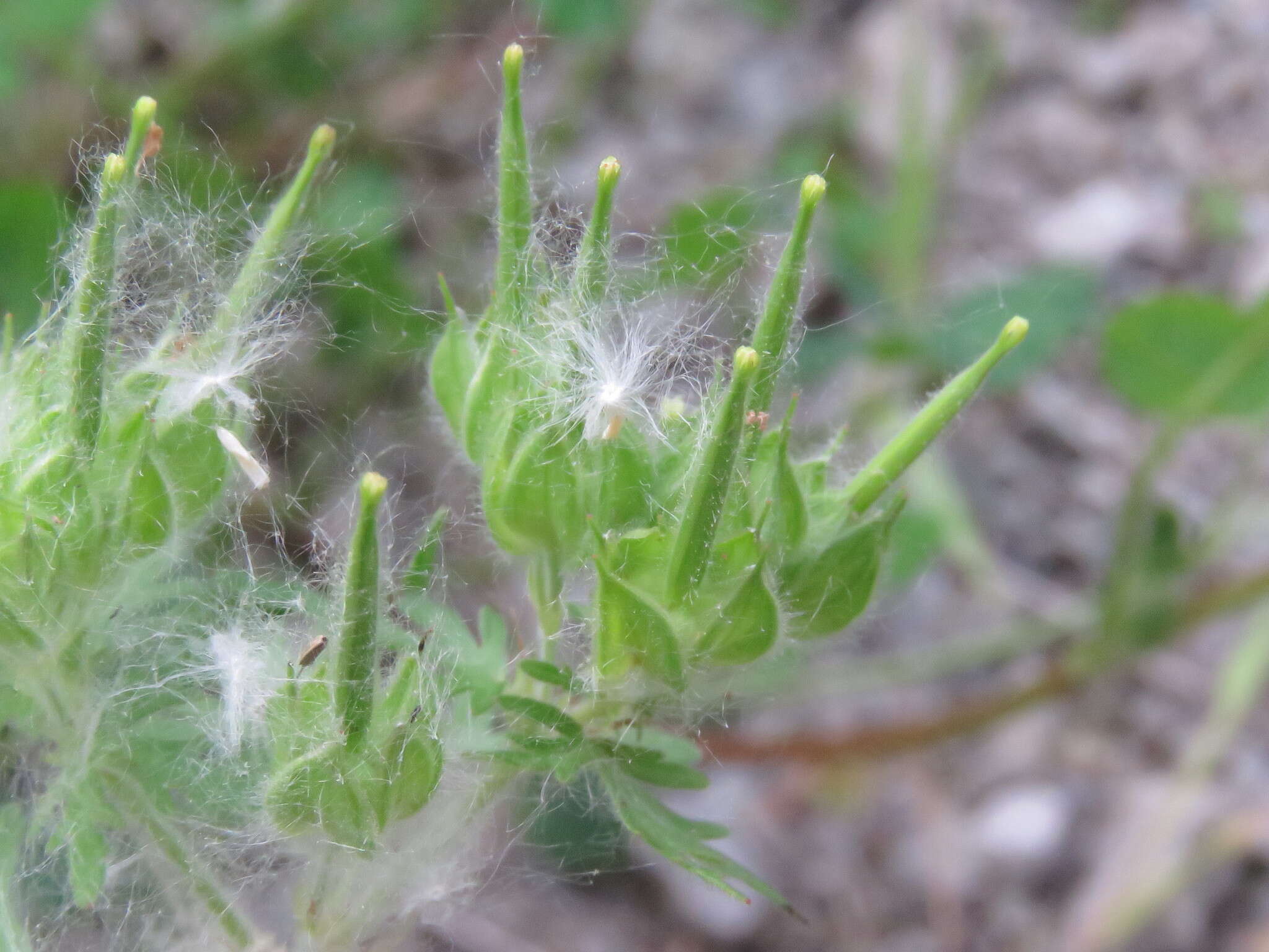 Plancia ëd Geranium dissectum L.