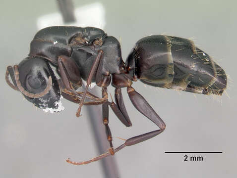 Image of Camponotus nearcticus Emery 1893